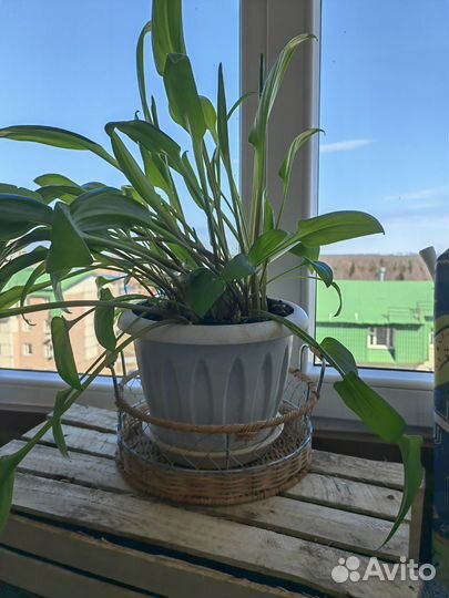 Дримиопсис