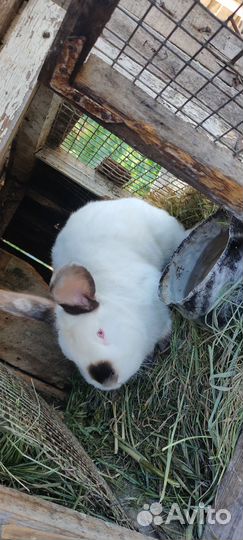 Крольчата