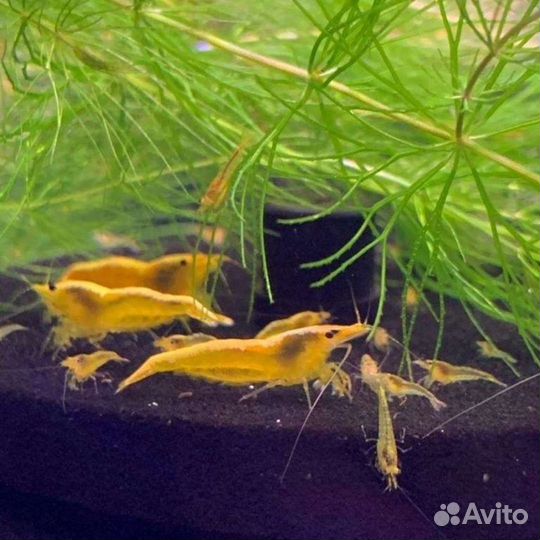 Креветка жёлтая неоновая 