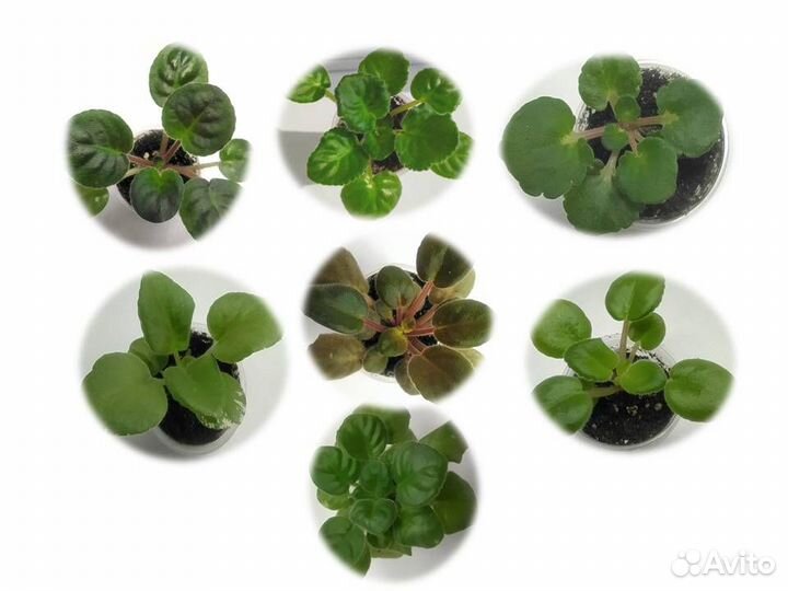 Сортовые фиалки (детки)