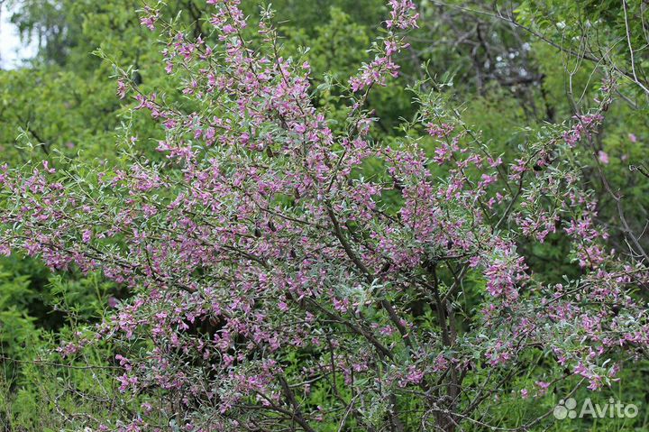 Чингиль(Чемыш)