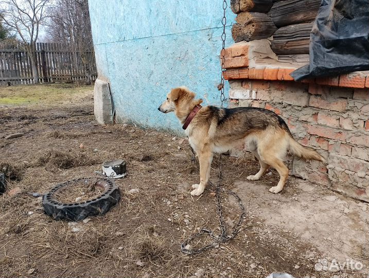 Собаки в добрые руки
