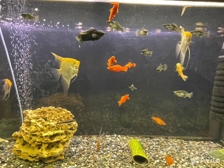 Аквариумные рыбки, корм, креветки