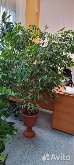 Спатифиллум