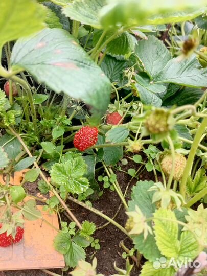 Усы Виктории