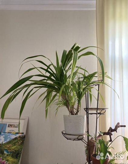 Панданус взрослый