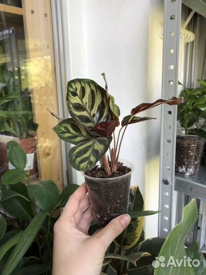 Калатея макоя