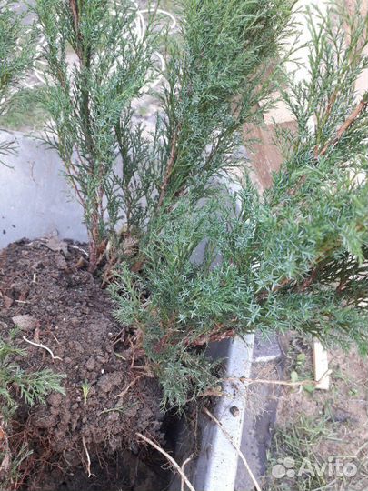 Можжевельник