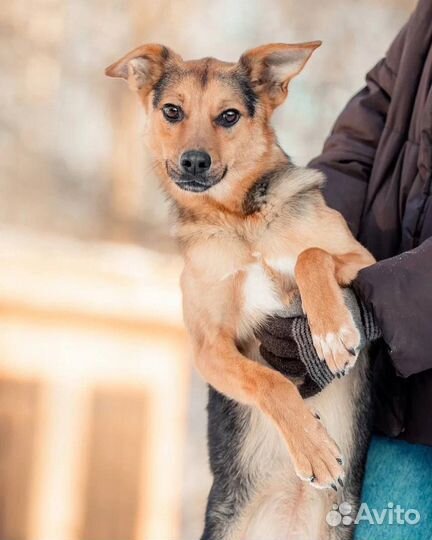 Собака в добрые руки