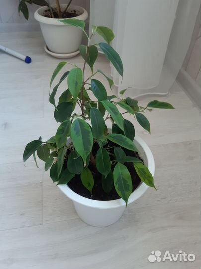 Бенджамина