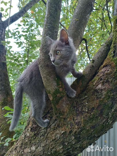 Котенок в добрые руки