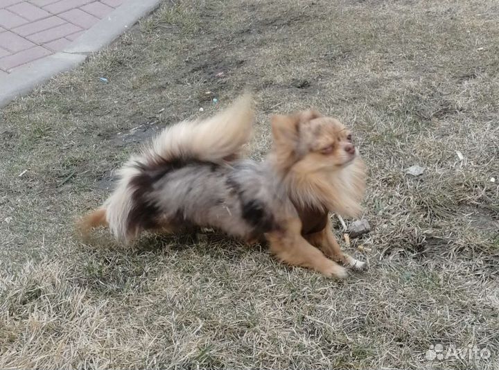 Вязка чихуахуа