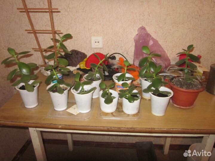 Денежное дерево