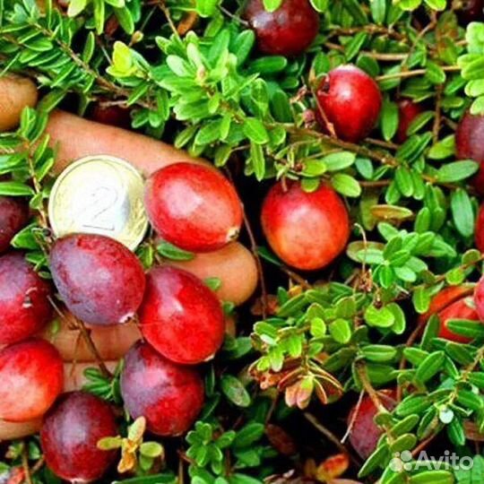 Брусника клюква