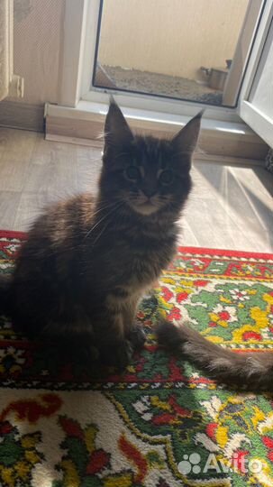 Котята мейн кун