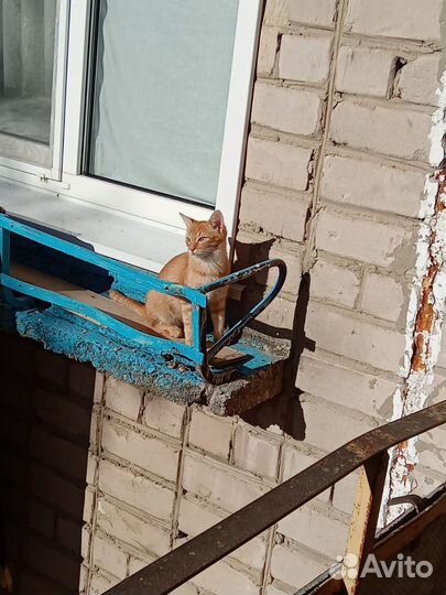 Апельсинка