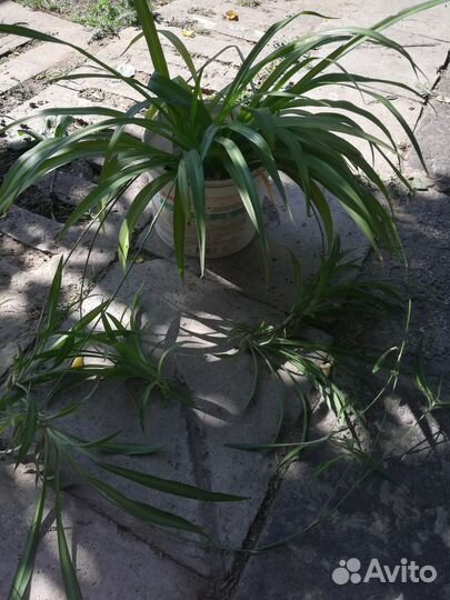 Хлорофитум, кислица