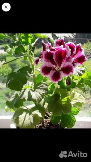 Королевские герани