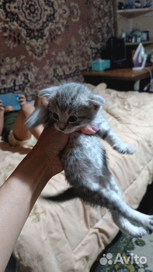 Шотландская вислоухая