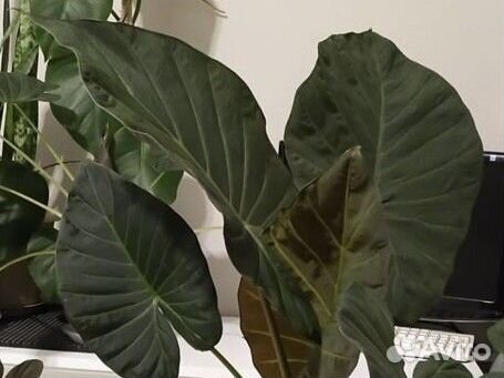 Алоказия регал шилдс, олеандр, хлорофитумы