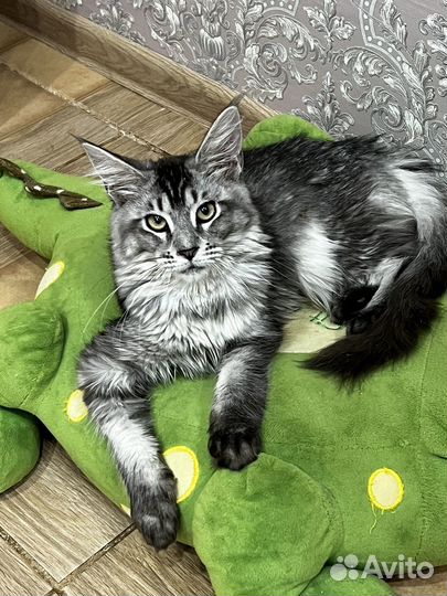 Котята мейн кун серебро