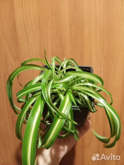 Хлорофитум