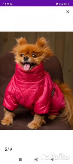 Комбинезон для мини собак