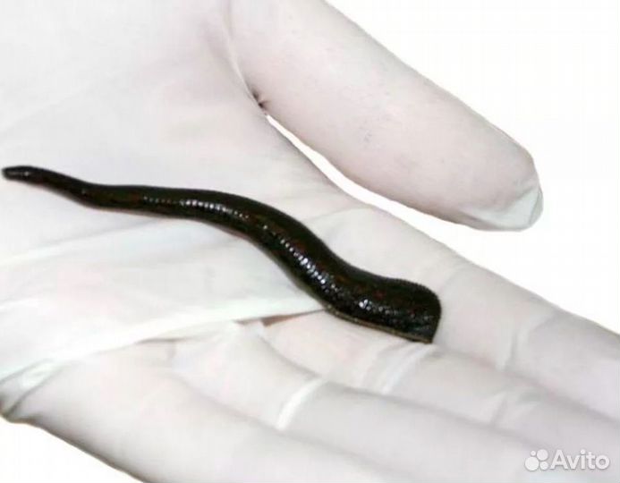 Пиявки медицинские