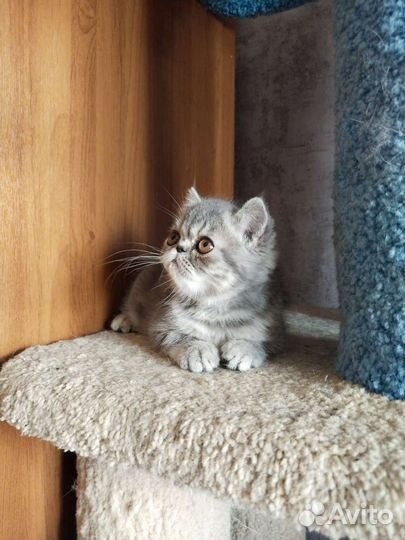 Персидская кошечка