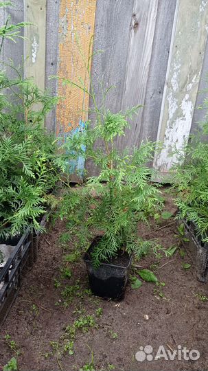 Туя западная. Сорт Брабант