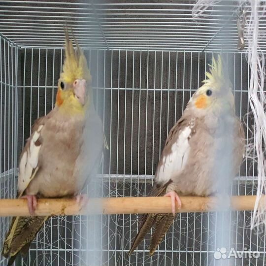 Попугай Корелла птенцы