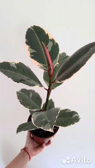 Фикус каучуконосный эластика Белиз и Тинеке