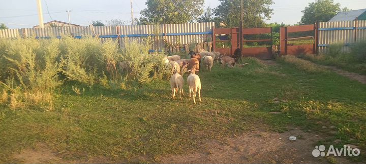Овцы бараны