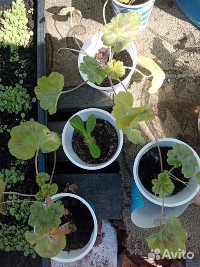 Драцена, королевская пеларгония, Пахистахис, молоч