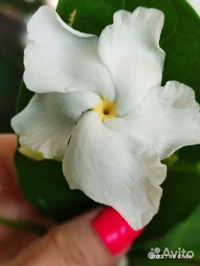 Табернемонтана BangsaphanDream