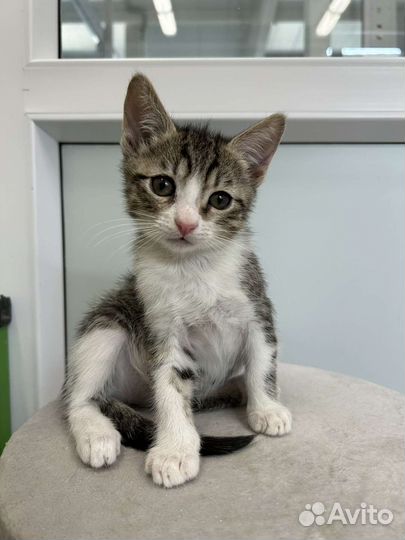 Европейская