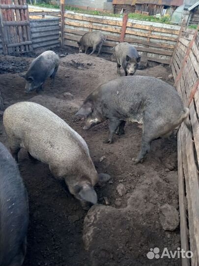 Услуги Хряка