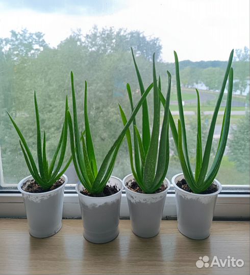 Алоэ вера лечебное