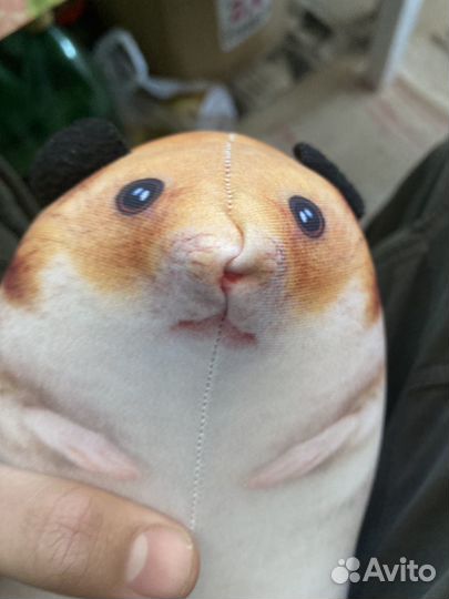 Сирийский хомяк