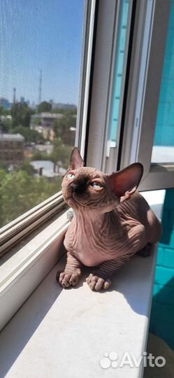 Канадский сфинкс котенок