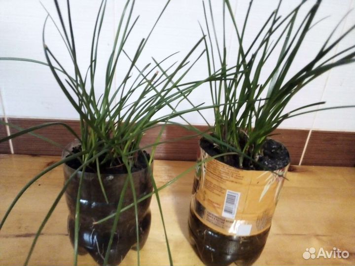 Цветы комнатные