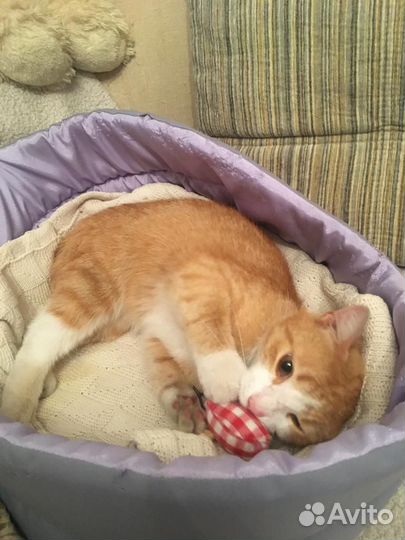 Рыжий добряк