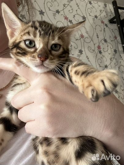 Бенгальские котята