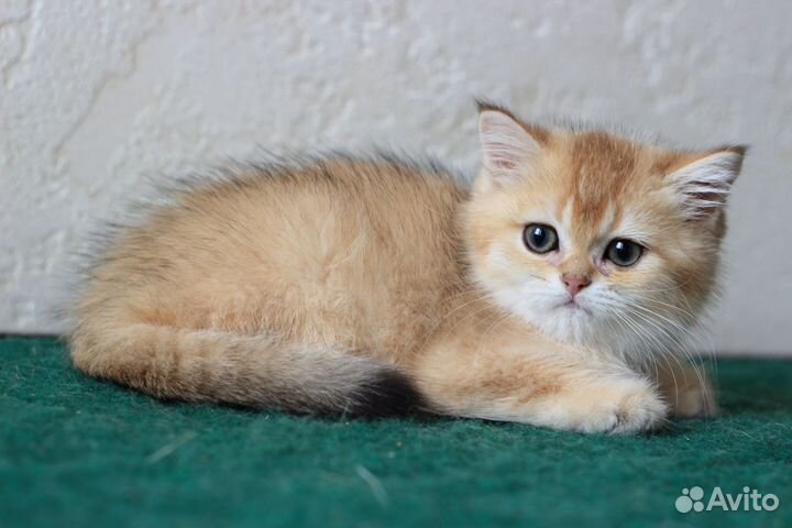 Шотландские котята золотые шиншиллы