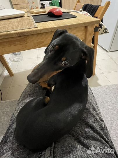 Передержка собак в домашних условиях, догситтер