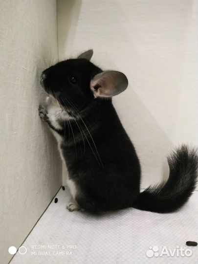 Шиншилла Чёрный жемчуг