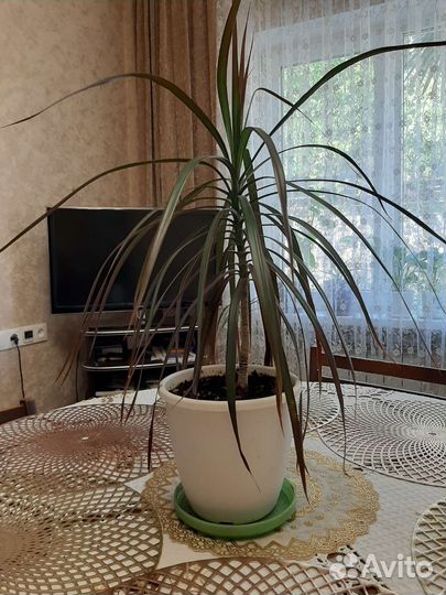 Пальма драцена