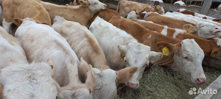 Бычки сементалы от 2 месяцев с доставкой