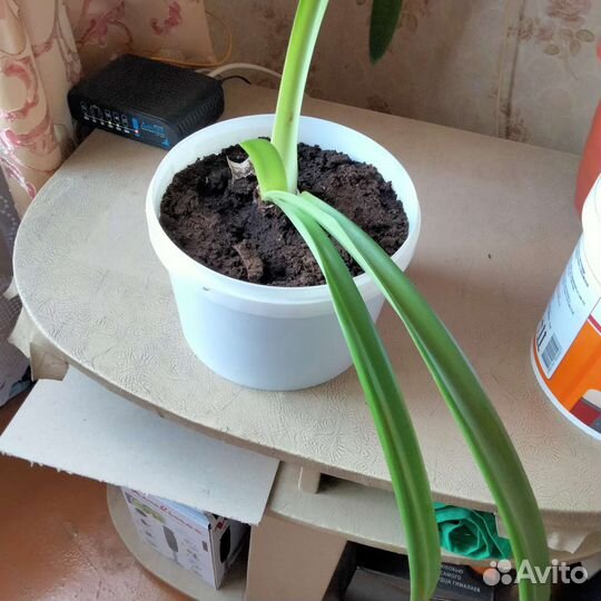 Гиппеаструм амариллис луковицы