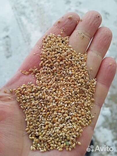 Продаю просо
